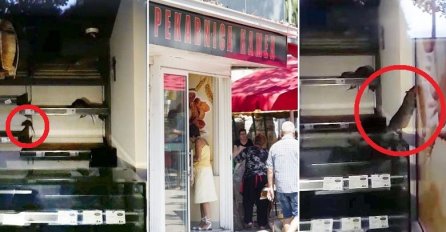 UŽASAN PRIZOR IZ PEKARE U SPLITU: Štakori škaču po toplom hljebu! (VIDEO)