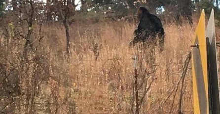 ZAR OVO BIĆE ZAISTA POSTOJI, ŽENA SE PRESTRAVILA KAD JE ISKOČIO PRED NJU: "Bio je dlakav i visok 2 metra" (FOTO)