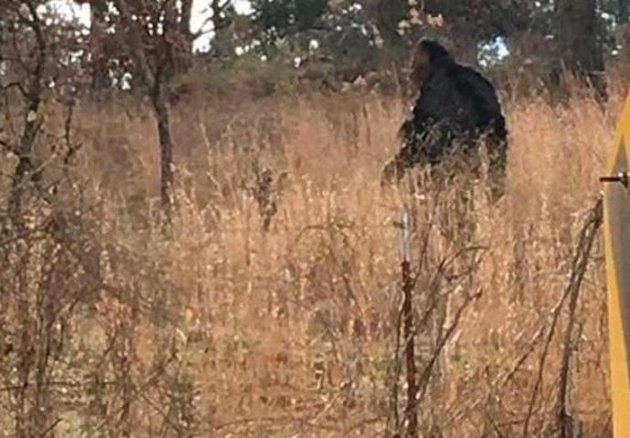 ZAR OVO BIĆE ZAISTA POSTOJI, ŽENA SE PRESTRAVILA KAD JE ISKOČIO PRED NJU: "Bio je dlakav i visok 2 metra" (FOTO)