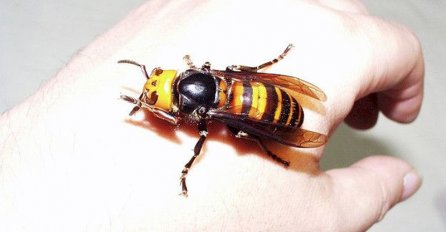 Ose i stršljeni najopasniji u kasno ljeto i jesen: Evo šta učiniti ako vas ubodu