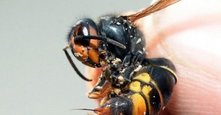 Žena u Doboju preminula od ujeda stršljena