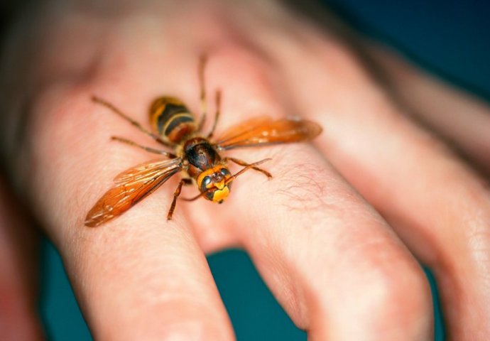 ZLU NE TREBALO: Ako vas ubode osa, stršljen ili pčela, ovo će vas spasiti bola i otoka
