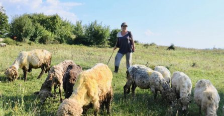 OVA SRPKINJA JE MASTER EKONOMIJE I RADI 2 POSLA: Kada joj dosadi kancelarija, pobjegne da čuva ovce! (FOTO)
