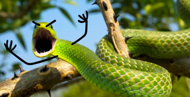 snek-angery-5b7ff9228f6b0-700