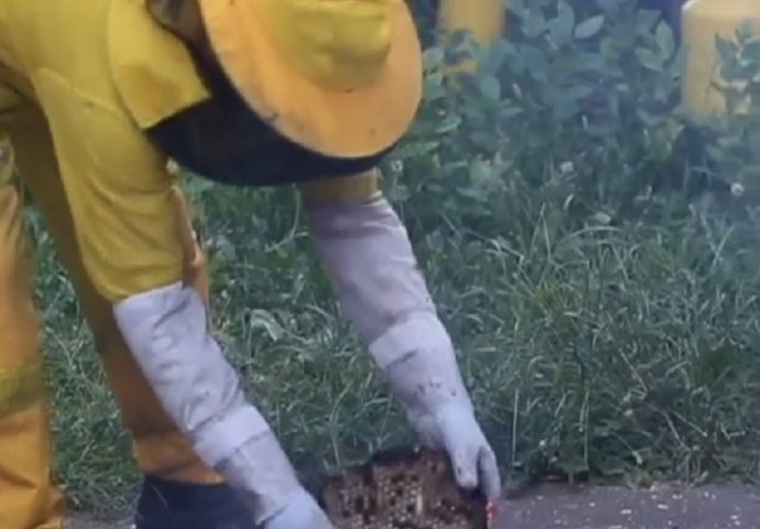 IVICA NAŠAO GNIJEZDO SA 320.000 STRŠLJENA, PA KRENUO U OPASNU AKCIJU: Uslijedila je drama o kojoj će se još dugo pričati!