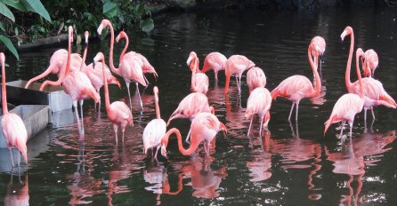 Zašto su flamingosi ružičaste boje?