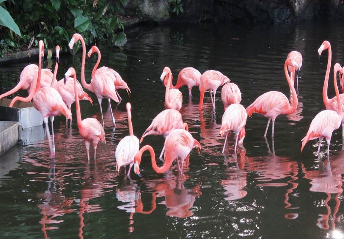 Zašto su flamingosi ružičaste boje?