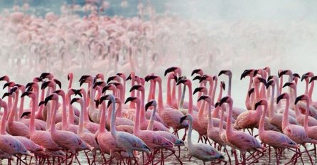 Preslatka flamingo beba koja pokušava stajati na jednoj nozi postala hit (VIDEO)