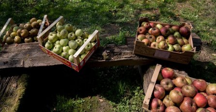 UPRAVO JE OTKRIVEN TRIK GODINE: Evo kako da vam jabuke ne potamne nakon rezanja 