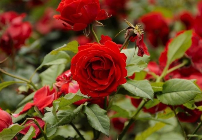 OVAJ TRIK SU STARI BAŠTOVANI GODINAMA SKRIVALI: Svi će se diviti vašim ružama na balkonu ako poslušate njihov savjet!