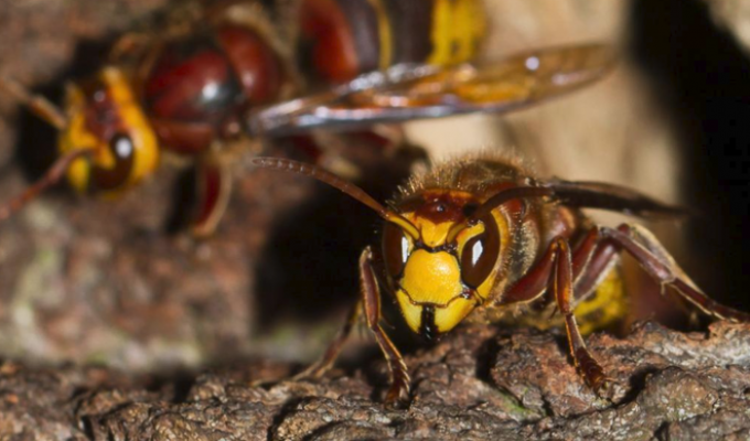 stgrsljenovi-660x388