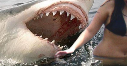 PANIKA NA POZNATOJ PLAŽI: U plićak stigla velika bijela psina, kupači vrište i bježe