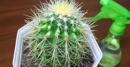 DA LI ZNATE ŠTA ZNAČI KAD IMATE KAKTUS U KUĆI: Može da donese sreću i nesreću, od jednog sve zavisi