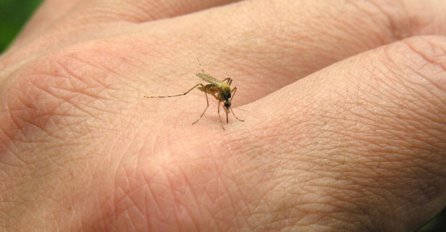  Groznica Zapadnog Nila u Srbiji odnijela 25 života