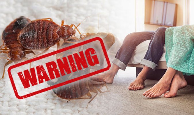 bed-bug-signs-holiday-advice-860558