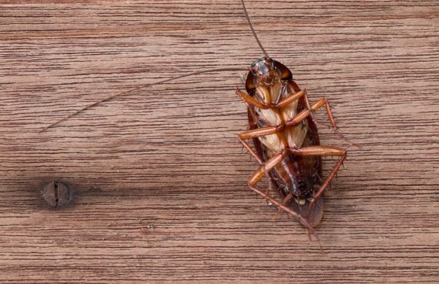 dead-cockroach-wooden-table-jpg-838x0-q80