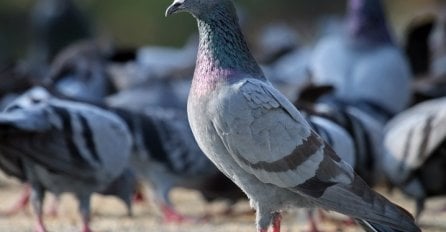 NIKADA IH NISTE VIDJELI: Nećete vjerovati kako izgleda MLADUNČE GOLUBA! (FOTO)