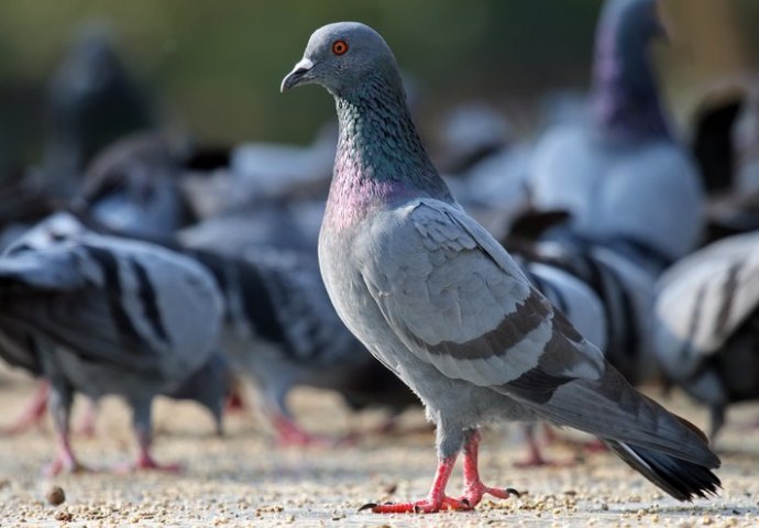 NIKADA IH NISTE VIDJELI: Nećete vjerovati kako izgleda MLADUNČE GOLUBA! (FOTO)