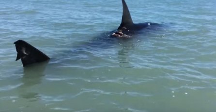 STRAHOTA, AJKULA UBILA ŽENU NI 20 METARA OD PLAŽE, LJUDI BJEŽALI NA SVE STRANE: ‘Čuo sam kad je počela vrištati, a onda..."