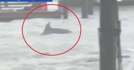 URAGAN DOTJERAO DELFINE DO LJUDI, OVAJ SNIMAK OBILAZI SVIJET: Šibaju vetar i pljuskovi, ovo je katastrofa!