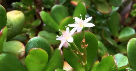 STARI LJUDI KAŽU DA OVA BILJKA DONOSI NOVAC U DOM: Domaćice se kunu u njegovu moć, ZBOG OVE BILJKE NE ZNAJU ZA NEIMAŠTINU