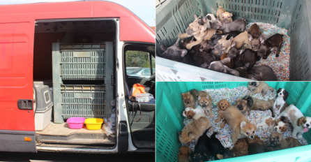 Dvojica Talijana u kombiju vozili više od sto štenaca: Uhvatila ih slovenska policija