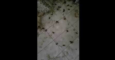 ČOVJEK U HRVATSKOJ SNIMIO JEZIVU SCENU: "Ušao sam u prostoriju, bilo ih je više od hiljadu" 