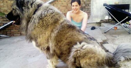 PRIPREMITE SE: Kada vidite za šta Rusi koriste ove ogromne pse, past ćete u nesvijest