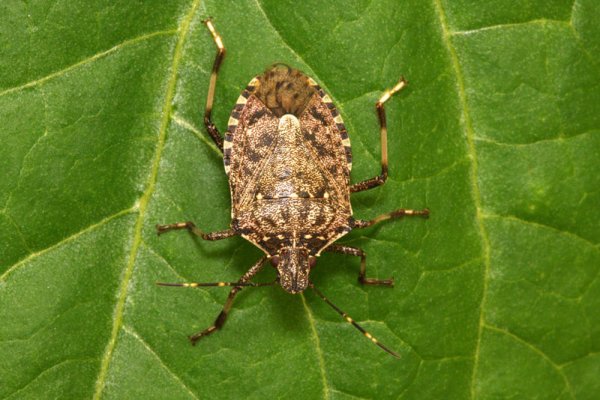 88797-halyomorpha-halys-lab-ff