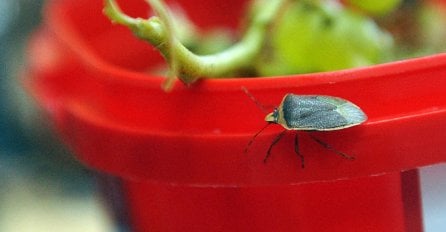 SRBIJU OKUPIRALE SMRDIBUBE: Ove insekte nikako ne smijete UNIŠTAVATI, evo zbog čega!