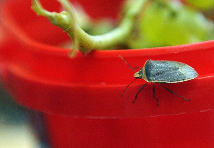 SRBIJU OKUPIRALE SMRDIBUBE: Ove insekte nikako ne smijete UNIŠTAVATI, evo zbog čega!