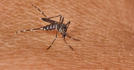 Šest osoba zaraženo virusom Zapadnog Nila zbrinuto u KC Tuzla