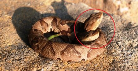 OVO NIJE MOGUĆE: Našao je zmiju u svom dvorištu, kada ju je pogledao bolje GOTOVO JE PAO U NESVIJEST (VIDEO)