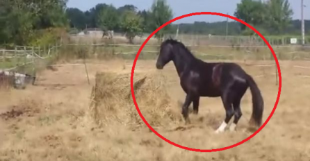 Uzela je telefon da snimi crnog konja, ali desilo se nešto neočekivano: JE LI MOGUĆE DA JE URADIO OVO (VIDEO)