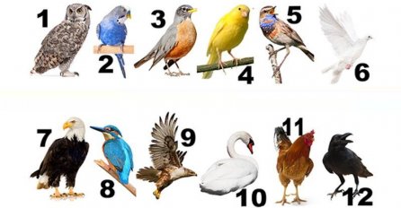 Da li ste znali: Ptica mjeseca u kojem ste rođeni odaje koja osobina vlada tvojom dušom