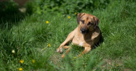 Na ulicama Sarajeva za 63 posto manje pasa nego 2013. godine