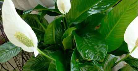 OVAJ CVIJET ZOVU ŽENSKA SREĆA: Ako ovu biljku poklonite neudatoj djevojci, ona će se ubrzo udati!