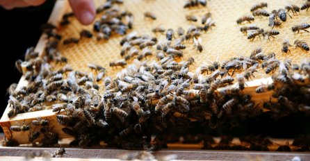 U tri mjeseca uginulo više od 500 miliona pčela u Brazilu