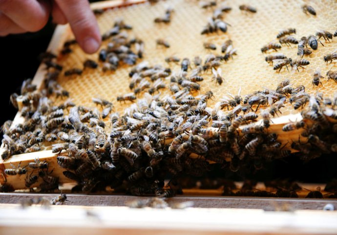 U tri mjeseca uginulo više od 500 miliona pčela u Brazilu