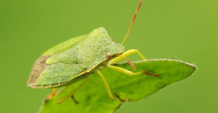 SMRDIBUBE OPET HARAJU, ALI NIKAKO IH NEMOJTE UNIŠTAVATI: Evo zbog čega, u pitanju je staro vjerovanje!