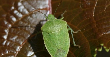SMRDIBUBE OD OVE 2 STVARI BJEŽE KAO ĐAVO OD KRSTA: Samo pomiješajte dva sastojka I OTJERAT ĆETE IH IZ VAŠE KUĆE! (RECEPT)