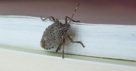 OVO SMRDIBUBAMA NIKAKO NE SMIJETE RADIT: Ako ste već pokušali, POSLJEDICE SU UŽASNE!