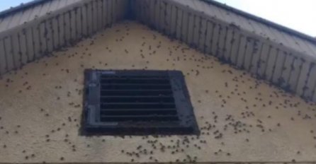 PRIZOR OD KOJEG SE DIŽE KOSA NA GLAVI, SMRDIBUBE JOJ OKUPIRALE KUĆU: "Kupila sam ih usisivačem, bacala u wc školjku, ali bespomoćno"