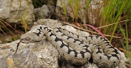 U HRVATSKU STIGLA NOVA VRSTA ZMIJE: Krije se u grmlju, liči na poskoka, SAMO DUŽA!