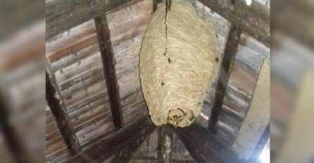 SRBIN NA TAVANU PRONAŠAO PRAVO ČUDOVIŠTE: Počeo je PANIČNO tražiti pomoć, a onda saznao GORKU ISTINU!