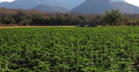 Kanada legalizirala marihuanu za rekreativnu upotrebu