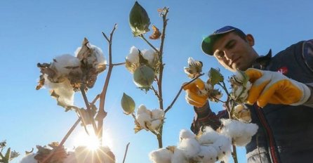 SAD odobrio uzgoj jestivog GMO pamuka
