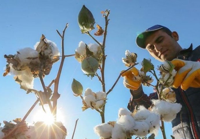SAD odobrio uzgoj jestivog GMO pamuka