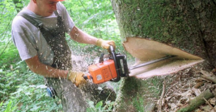 Vijeće ministara BiH donijelo odluku: Zabrana izvoza određenih drvnih proizvoda