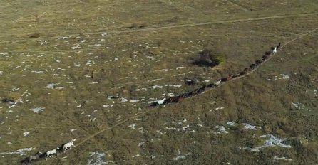 I OVO JE BiH: Nevjerovatni snimci livanjskih konja iz zraka oduzimaju dah